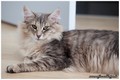 Dumny Kot*PL, Norwegian Forest Cat and Russian Blue cattery