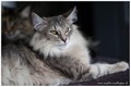 Dumny Kot*PL, Norwegian Forest Cat and Russian Blue cattery