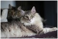 Dumny Kot*PL, Norwegian Forest Cat and Russian Blue cattery