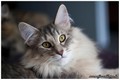 Dumny Kot*PL, Norwegian Forest Cat and Russian Blue cattery