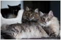 Dumny Kot*PL, Norwegian Forest Cat and Russian Blue cattery