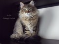 Dumny Kot*PL, Norwegian Forest Cat and Russian Blue cattery