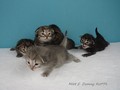 Dumny Kot*PL, Norwegian Forest Cat and Russian Blue cattery