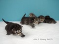 Dumny Kot*PL, Norwegian Forest Cat and Russian Blue cattery