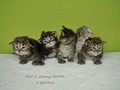 Dumny Kot*PL, Norwegian Forest Cat and Russian Blue cattery