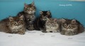 Dumny Kot*PL, Norwegian Forest Cat and Russian Blue cattery