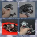 Dumny Kot*PL, Norwegian Forest Cat and Russian Blue cattery