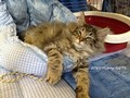 Dumny Kot*PL, Norwegian Forest Cat and Russian Blue cattery