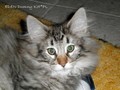 Dumny Kot*PL, Norwegian Forest Cat and Russian Blue cattery