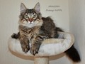 Dumny Kot*PL, Norwegian Forest Cat and Russian Blue cattery