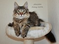 Dumny Kot*PL, Norwegian Forest Cat and Russian Blue cattery