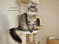 Dumny Kot*PL, Norwegian Forest Cat and Russian Blue cattery