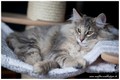 Dumny Kot*PL, Norwegian Forest Cat and Russian Blue cattery