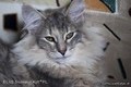 Dumny Kot*PL, Norwegian Forest Cat and Russian Blue cattery