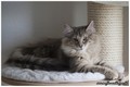 Dumny Kot*PL, Norwegian Forest Cat and Russian Blue cattery