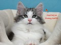 Dumny Kot*PL, Norwegian Forest Cat and Russian Blue cattery