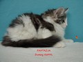 Dumny Kot*PL, Norwegian Forest Cat and Russian Blue cattery