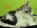 Dumny Kot*PL, Norwegian Forest Cat and Russian Blue cattery