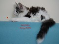 Dumny Kot*PL, Norwegian Forest Cat and Russian Blue cattery