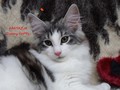 Dumny Kot*PL, Norwegian Forest Cat and Russian Blue cattery