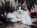 Dumny Kot*PL, Norwegian Forest Cat and Russian Blue cattery