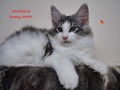 Dumny Kot*PL, Norwegian Forest Cat and Russian Blue cattery