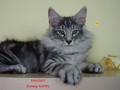 Dumny Kot*PL, Norwegian Forest Cat and Russian Blue cattery