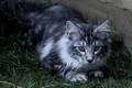 Dumny Kot*PL, Norwegian Forest Cat and Russian Blue cattery