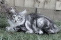 Dumny Kot*PL, Norwegian Forest Cat and Russian Blue cattery