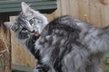 Dumny Kot*PL, Norwegian Forest Cat and Russian Blue cattery