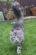 Dumny Kot*PL, Norwegian Forest Cat and Russian Blue cattery