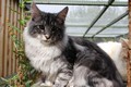 Dumny Kot*PL, Norwegian Forest Cat and Russian Blue cattery