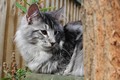 Dumny Kot*PL, Norwegian Forest Cat and Russian Blue cattery