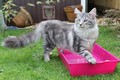 Dumny Kot*PL, Norwegian Forest Cat and Russian Blue cattery