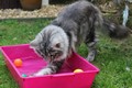 Dumny Kot*PL, Norwegian Forest Cat and Russian Blue cattery