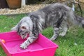 Dumny Kot*PL, Norwegian Forest Cat and Russian Blue cattery