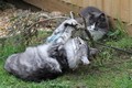 Dumny Kot*PL, Norwegian Forest Cat and Russian Blue cattery