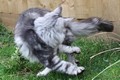 Dumny Kot*PL, Norwegian Forest Cat and Russian Blue cattery