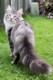 Dumny Kot*PL, Norwegian Forest Cat and Russian Blue cattery