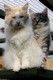 Dumny Kot*PL, Norwegian Forest Cat and Russian Blue cattery