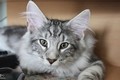 Dumny Kot*PL, Norwegian Forest Cat and Russian Blue cattery