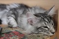 Dumny Kot*PL, Norwegian Forest Cat and Russian Blue cattery