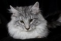 Dumny Kot*PL, Norwegian Forest Cat and Russian Blue cattery