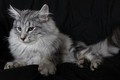 Dumny Kot*PL, Norwegian Forest Cat and Russian Blue cattery