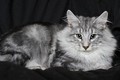 Dumny Kot*PL, Norwegian Forest Cat and Russian Blue cattery