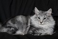 Dumny Kot*PL, Norwegian Forest Cat and Russian Blue cattery