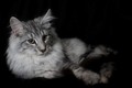 Dumny Kot*PL, Norwegian Forest Cat and Russian Blue cattery