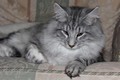 Dumny Kot*PL, Norwegian Forest Cat and Russian Blue cattery