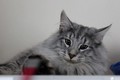 Dumny Kot*PL, Norwegian Forest Cat and Russian Blue cattery