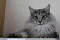 Dumny Kot*PL, Norwegian Forest Cat and Russian Blue cattery